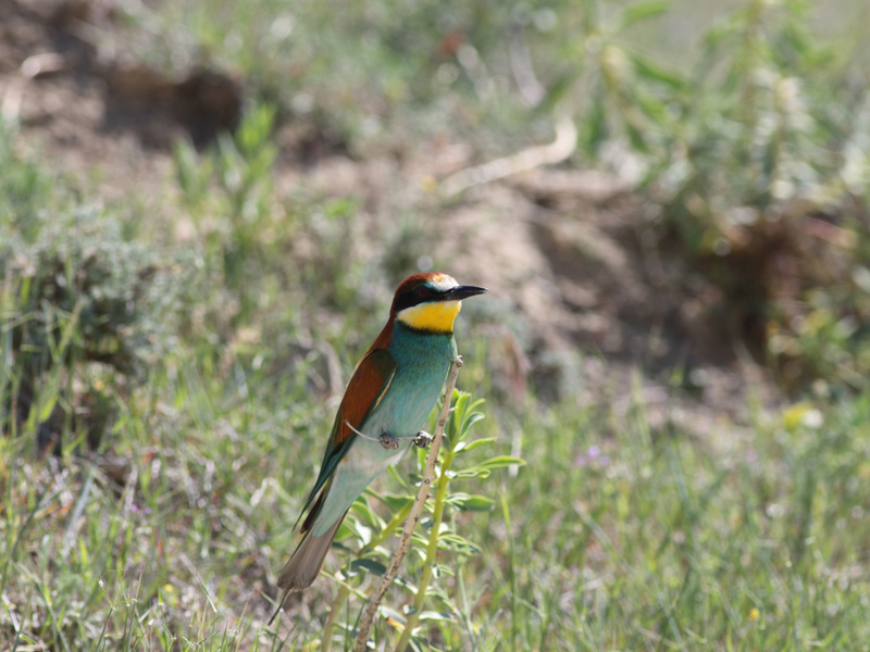 Our Bird Watching Studies at Alpaslan 2 Dam Built on Murat River. ENERGO PRO / TÜRKİYE