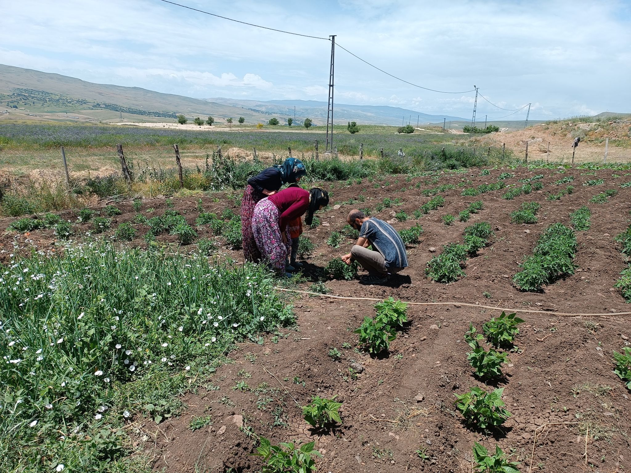 Support to agriculture and farmers from Energo-Pro at Alpaslan 2 Dam Impact Area