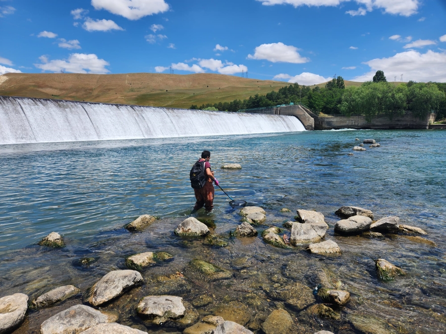 Fish species research studies were carried out in Alpaslan II Dam and HEPP reservoir by General Directorate of Fisheries and Aquaculture  (12/07/2023 - Muş)