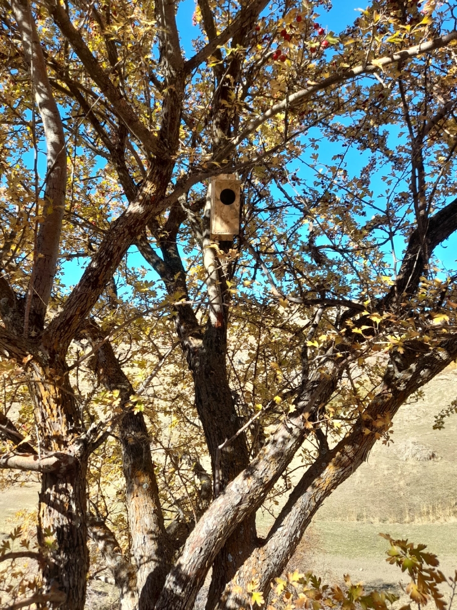 We have realized a project for our bird friends in the Alpaslan 2 DAM impact area! (13/11/2024 - Muş)